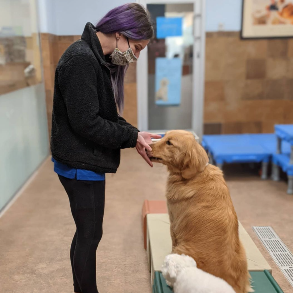 Working in Our PetsHotel Careers at PetSmart Apply