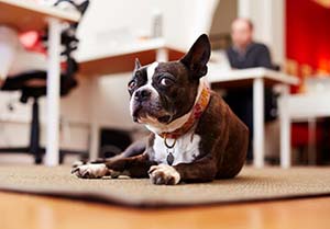 pet shops near me hiring