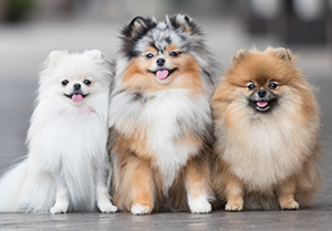 ok google petsmart near me